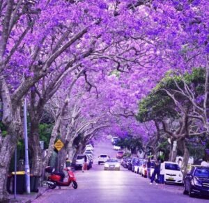 Sydney jacaranda