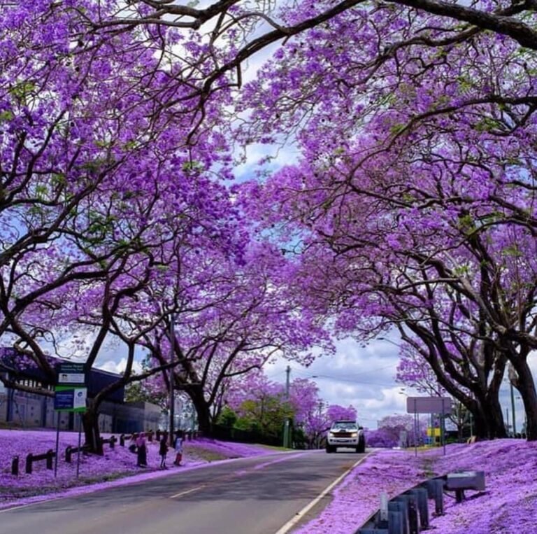 Jacaranda