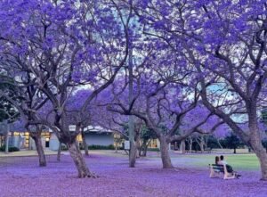 Jacaranda Blooming