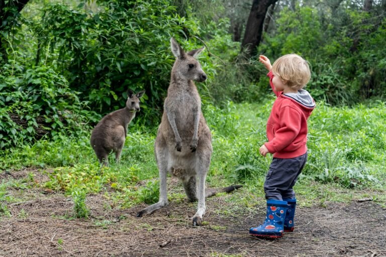 A curious toddler boy and kangaroos in the bush. Australian wildlife. Camping in Australia