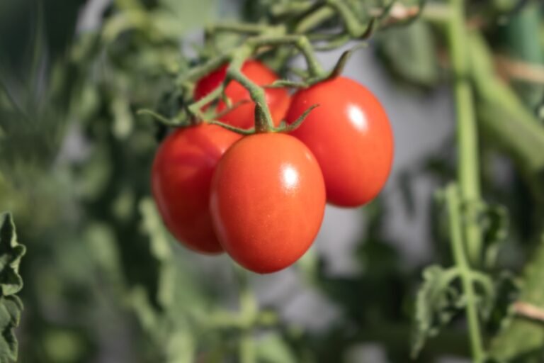 Photo Vegetable garden