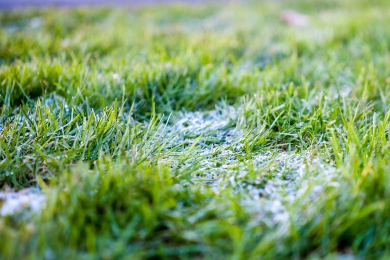 Photo Artificial turf